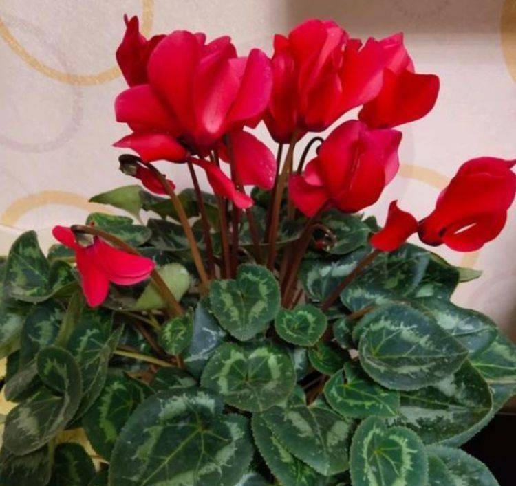家养此款花卉，花大色艳胜玫瑰，是真正的“开花机器”_鸢尾花