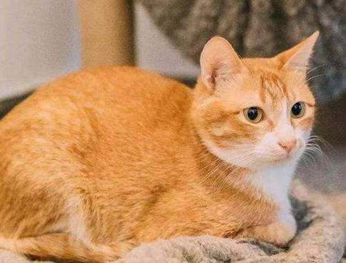 狸花猫有发腮的基因吗 主人