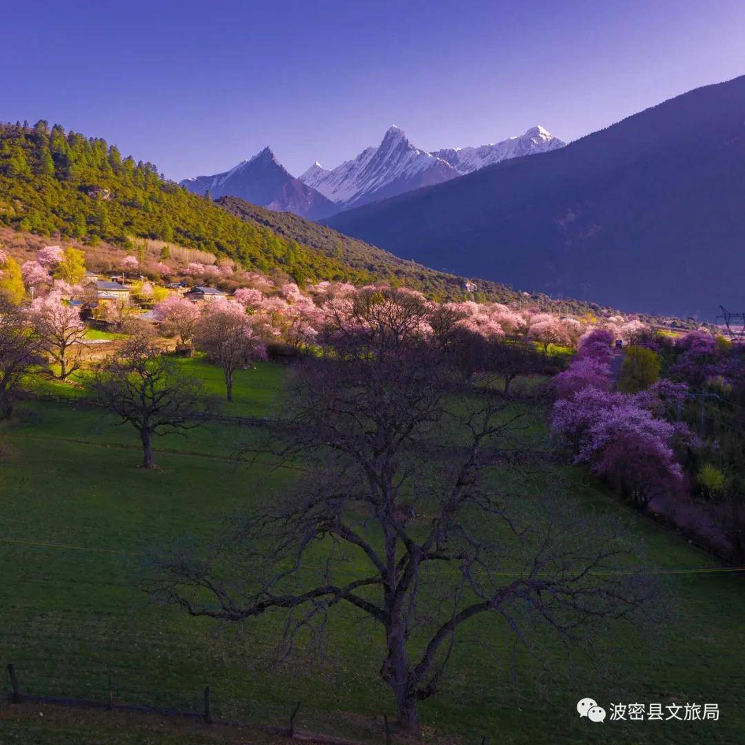 波密的春天，是被桃花唤醒的！