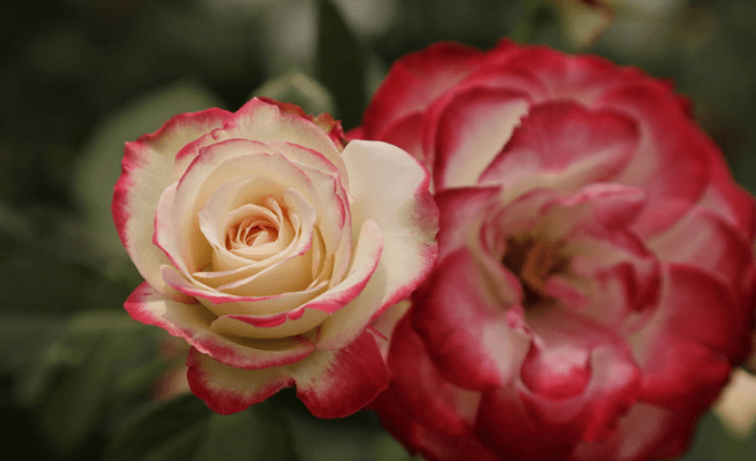 这10款“变色月季”,颜色多变,好看又好养 这10款“变色月季”,颜色多变,好看又好养