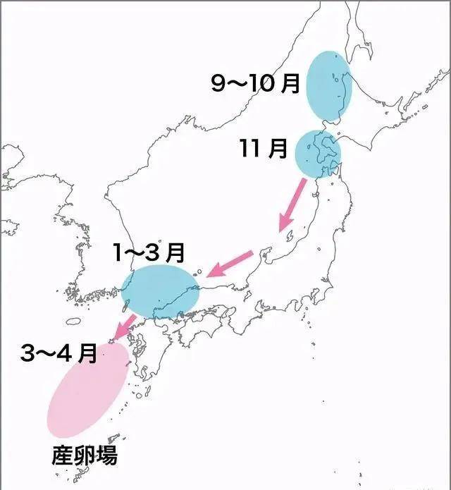 日本特色美食中的鰤鱼 你知道一条鰤鱼有多大吗 平政