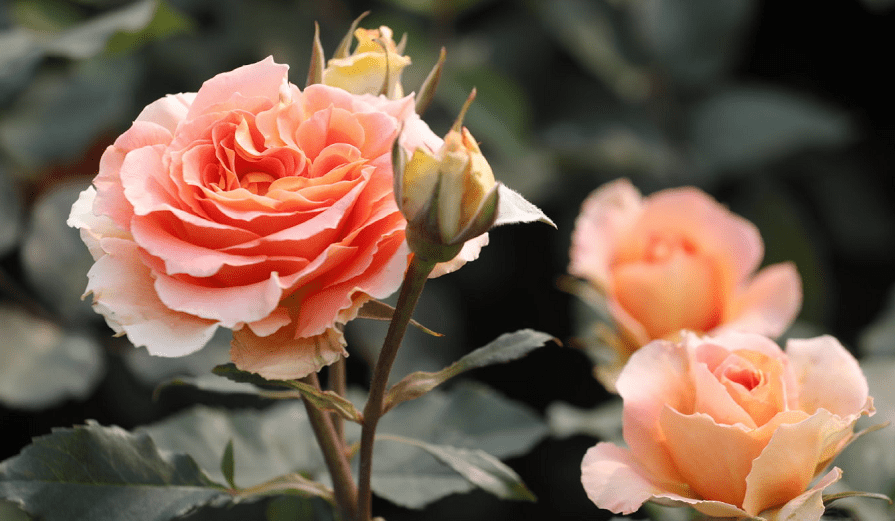 这10款“变色月季”,颜色多变,好看又好养 这10款“变色月季”,颜色多变,好看又好养