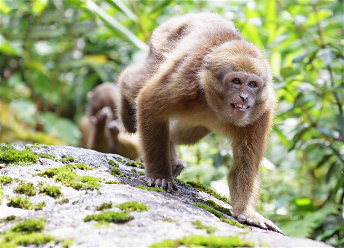 云南小山村出现一只熊猴跑进村民家四处找鸡蛋吃