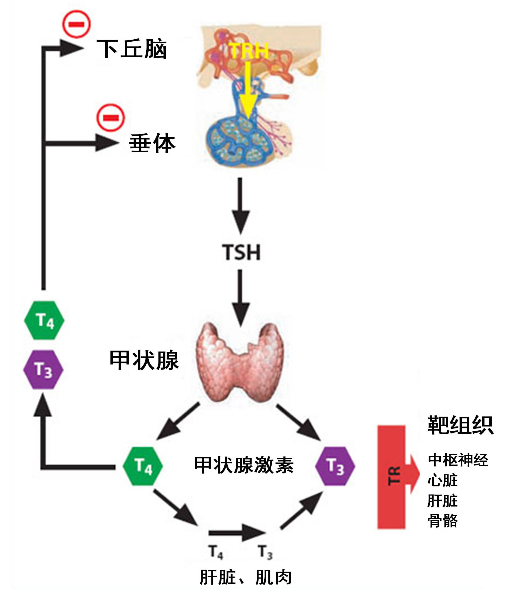 甲状腺激素控制系统