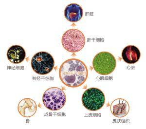 间充质干细胞到底有多厉害,看完全文你就明白了