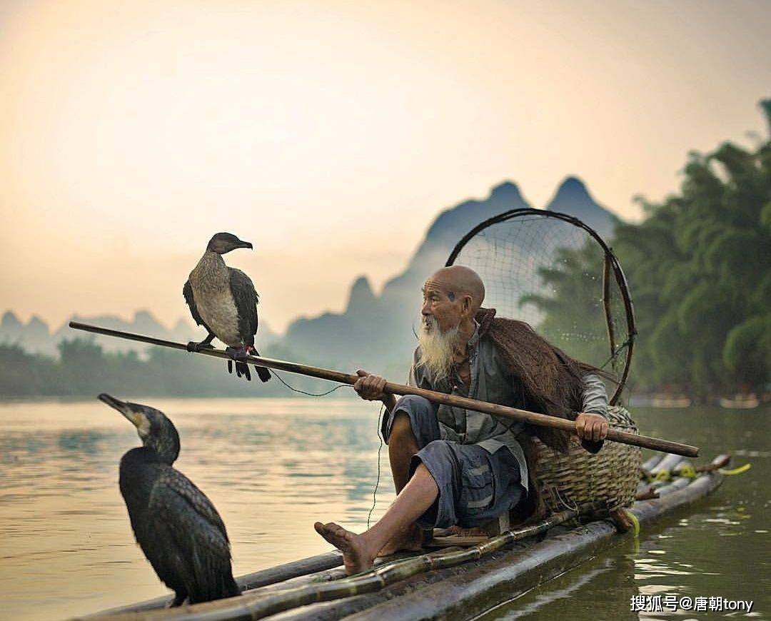 在江南水乡观赏中国传承千年的古老技艺鸬鹚捕鱼