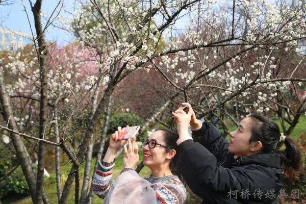 喜上“梅”梢！瓜渚湖梅花开啦，趁着晴好赶紧打卡