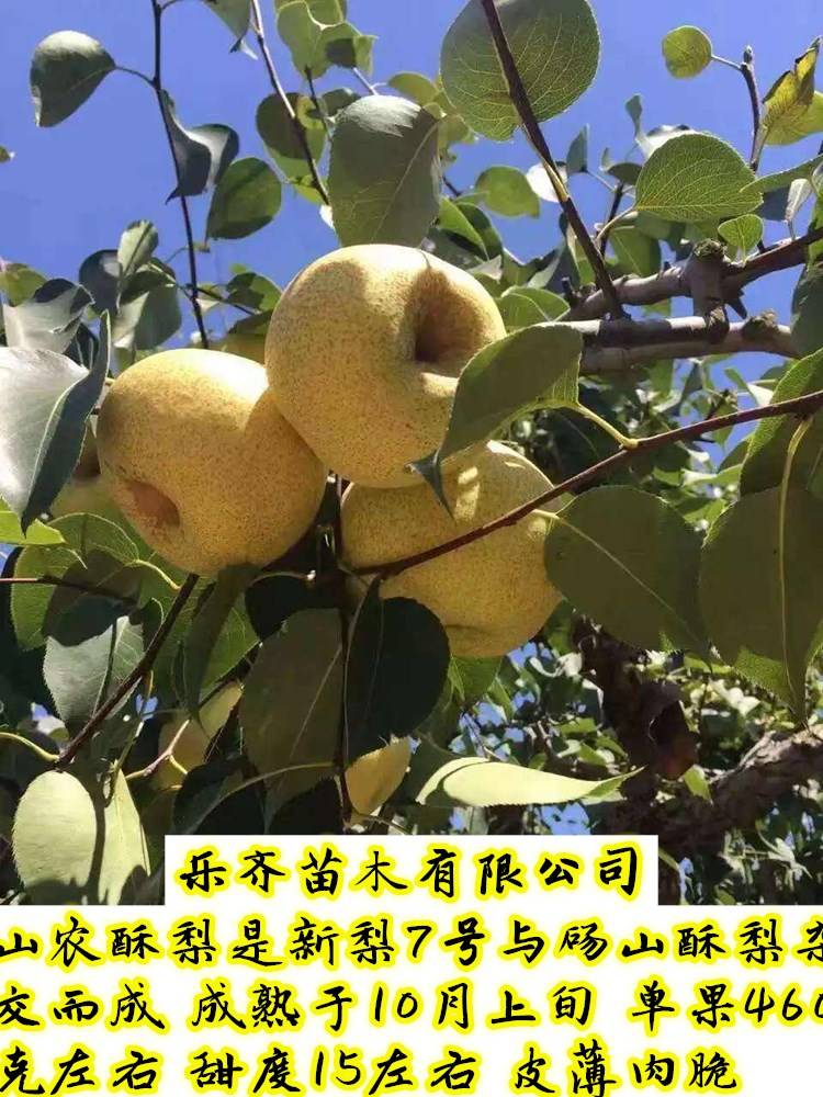 山农酥梨晚熟梨树的一个新品种佼佼者