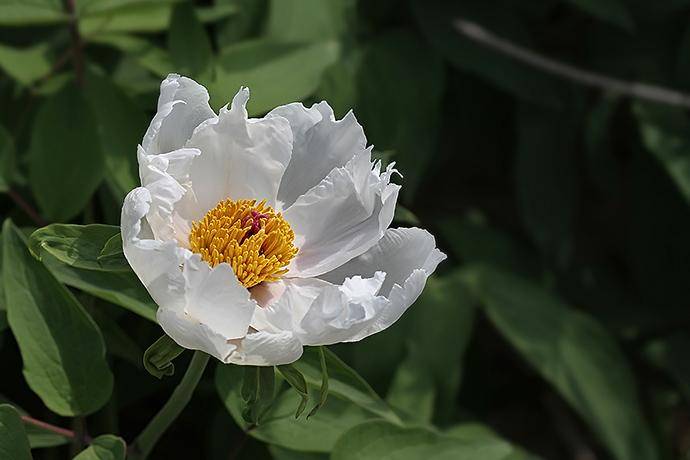 安徽有一株白牡丹被称为奇花长在悬崖峭壁的石缝中