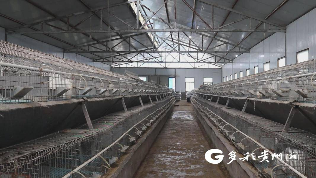 普安多措并举确保长毛兔养殖不停产