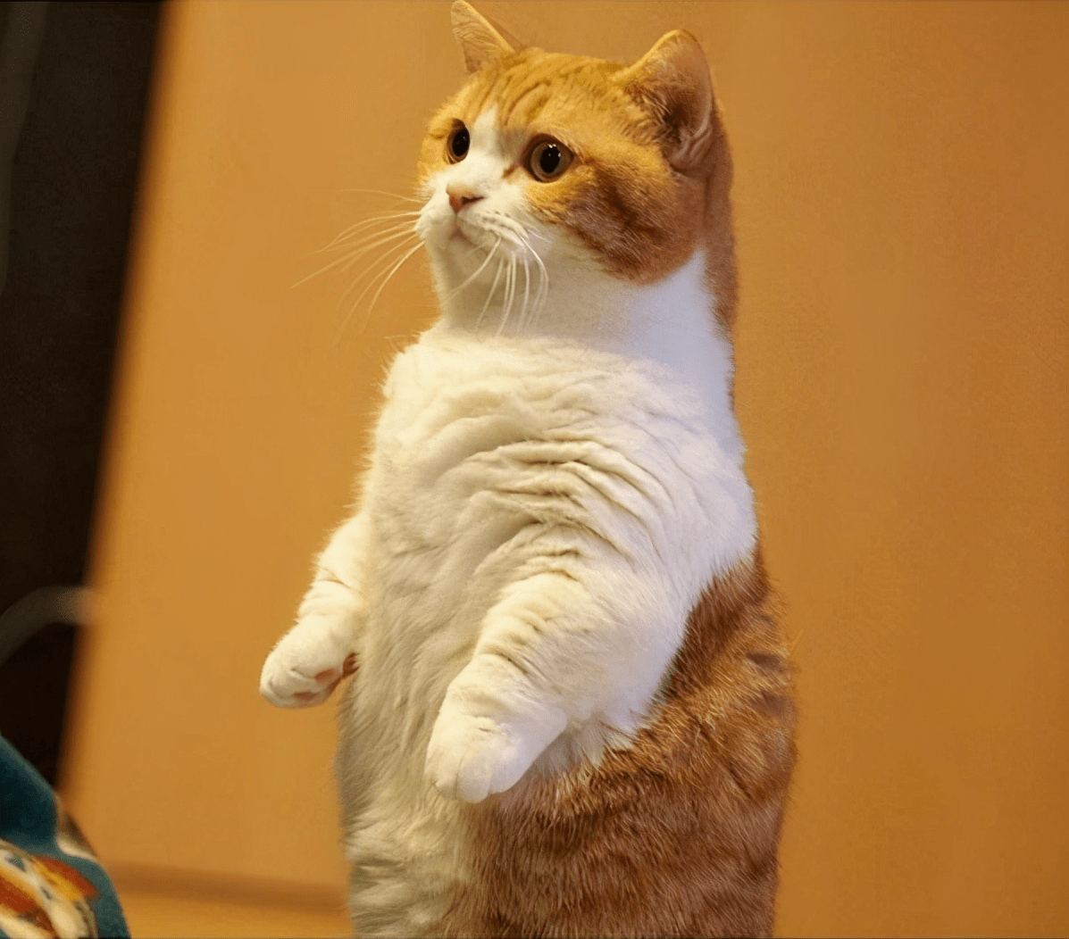 364d0c0ec6ac4bf8a6c351a97e10747b.png