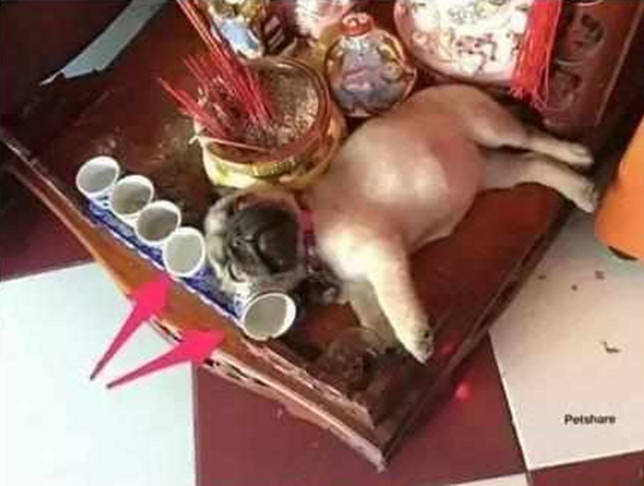 哈巴狗獨家偷喝白酒，喝醉酒後大出洋相，主人看後又好氣又好笑 萌趣萌寵 第2张