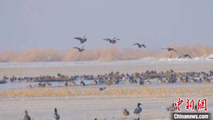 塔克拉玛干沙漠西部湿地公园引上万只鸟类栖息