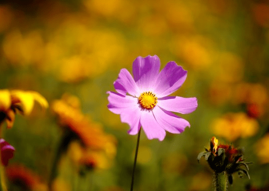 b3ba51234d0a42fb8d9d7f947c23018b.png