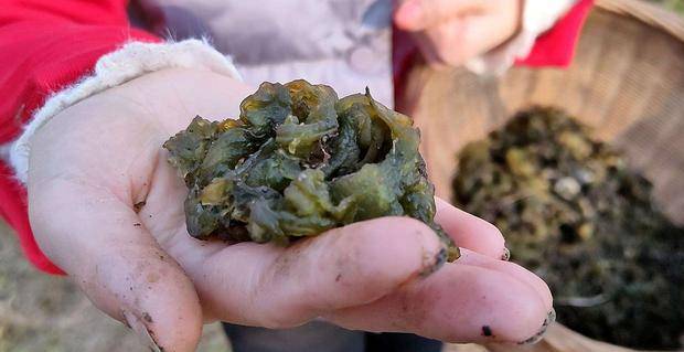 地皮菜在有些地方的农村,也叫作地木耳或者是雷公屎,因为雷雨天过后