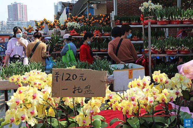 原创春节到逛广州最大的岭南花卉市场买盆年花就过年