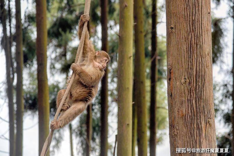 成都周边好去处，能与野生猴群亲密接触，比峨眉山的猴子更讨喜