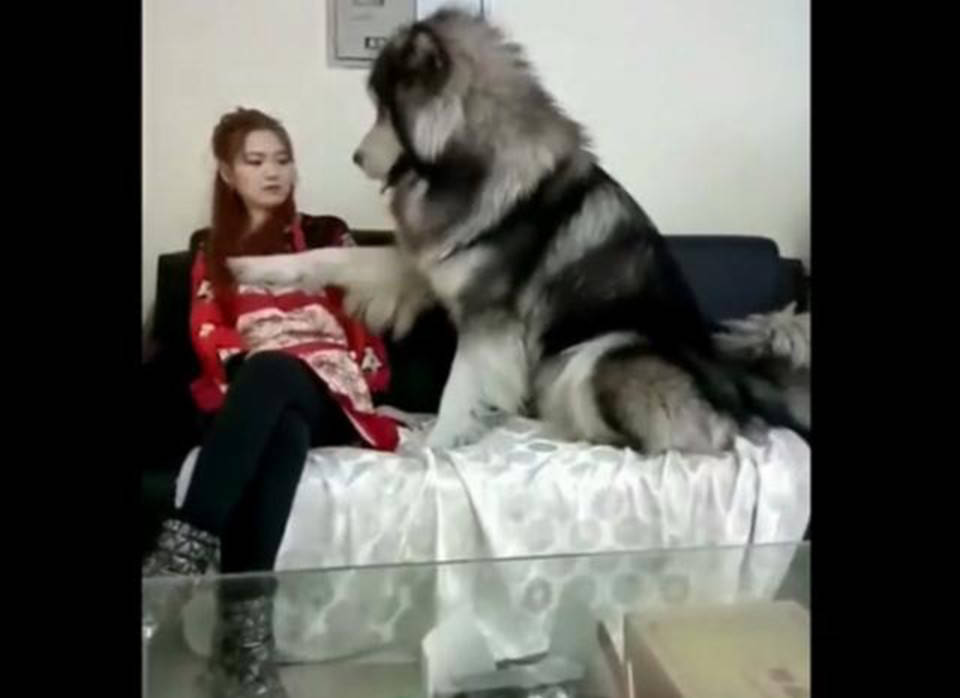 主人太累沒帶狗狗散步，狗狗一巴掌打在主人臉上，下一幕尷尬了 萌趣萌寵 第2张