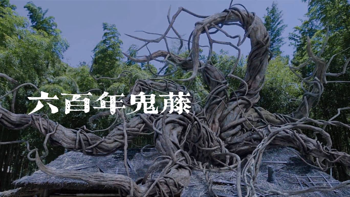 唐昊告诉大师,唐三的母亲留下了两个植物系的魂兽,来为唐三当魂环