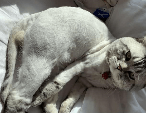虎斑猫剃完毛后花纹消失了 主人一头雾水 咨询医生后清醒了 猫咪