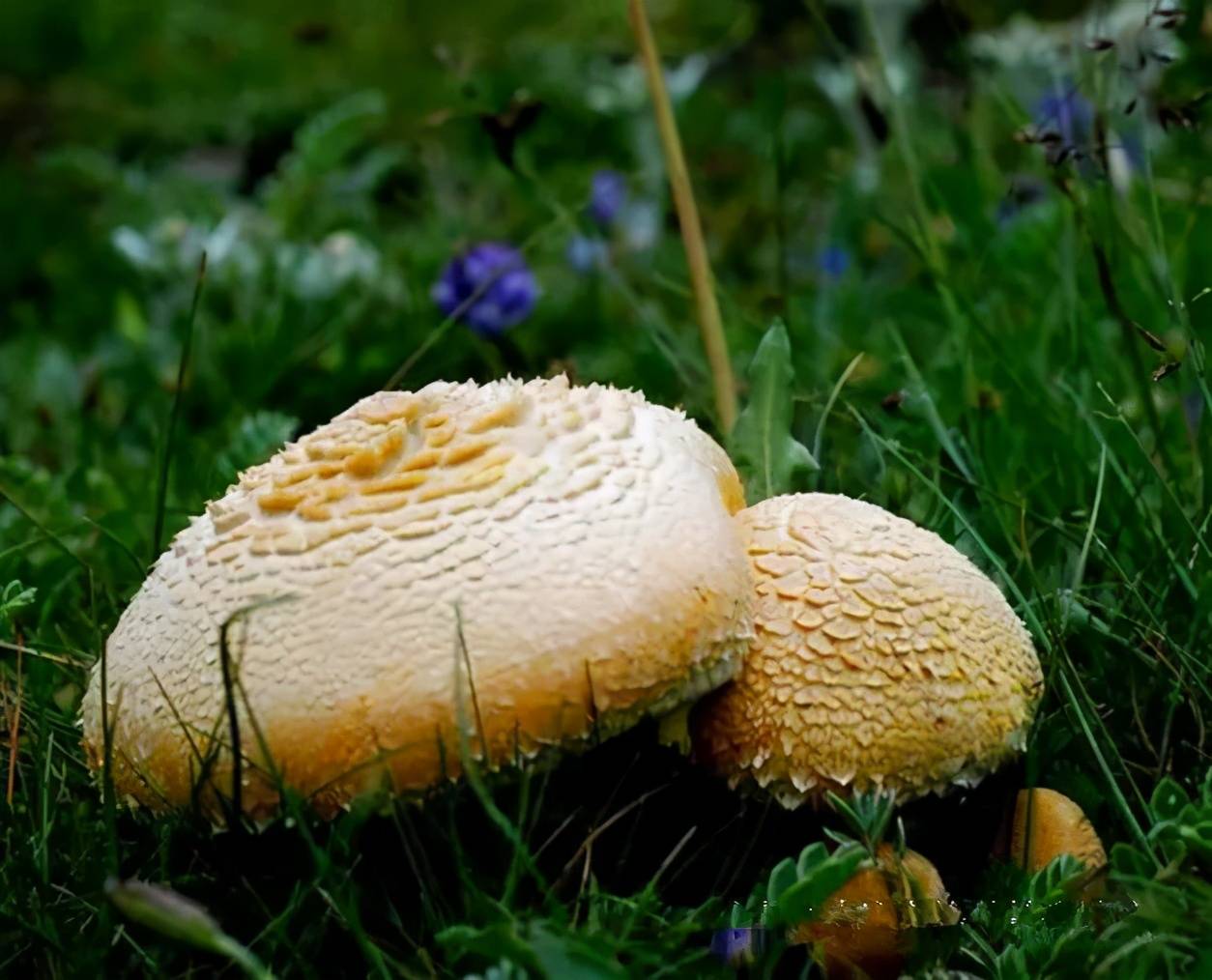 祁连年货揽入怀,红红火火过大年