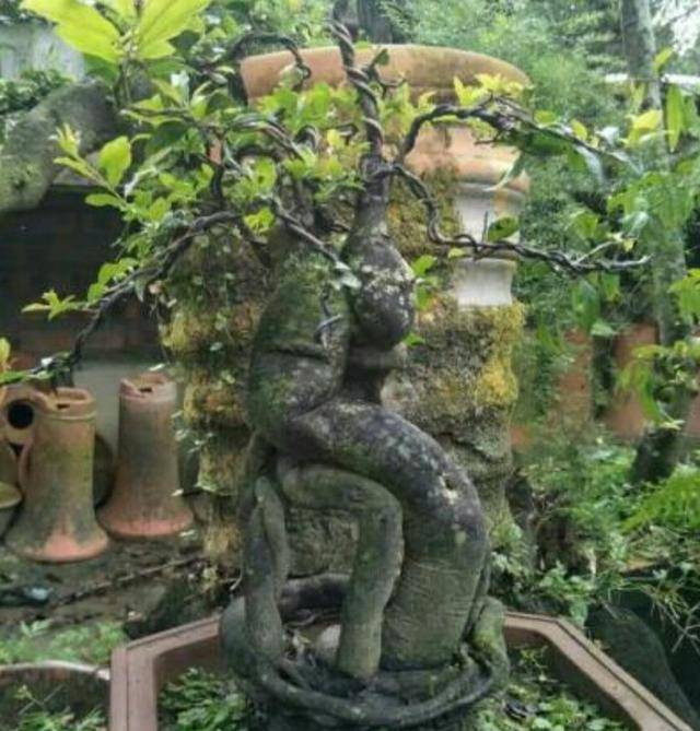 野外挖取的树木桩怎样才能提高成活率