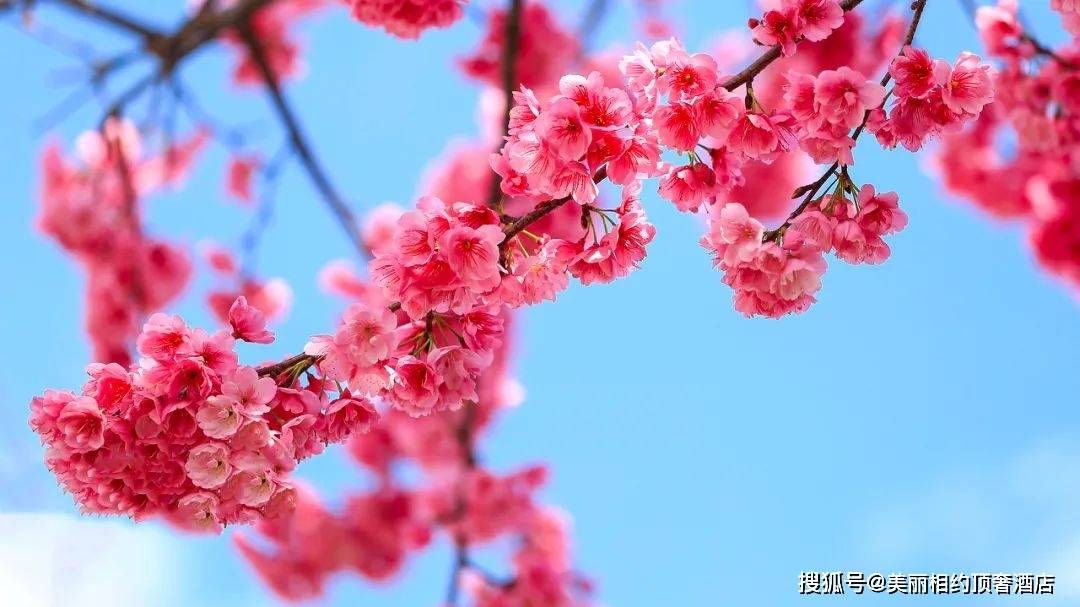 立春了 樱花季来了 但大理的樱花是从何而来的呢 旅景网