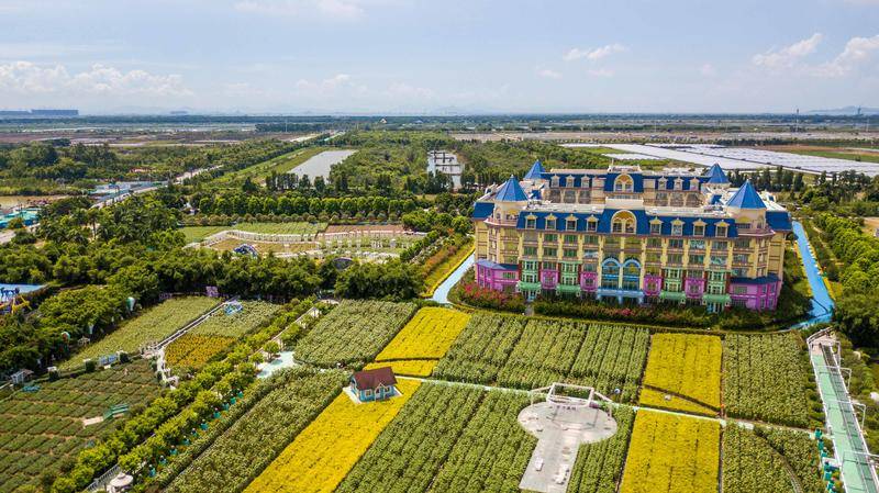 我国向日葵最多的地方就在广东，花海一望无际，超像童话里的世界