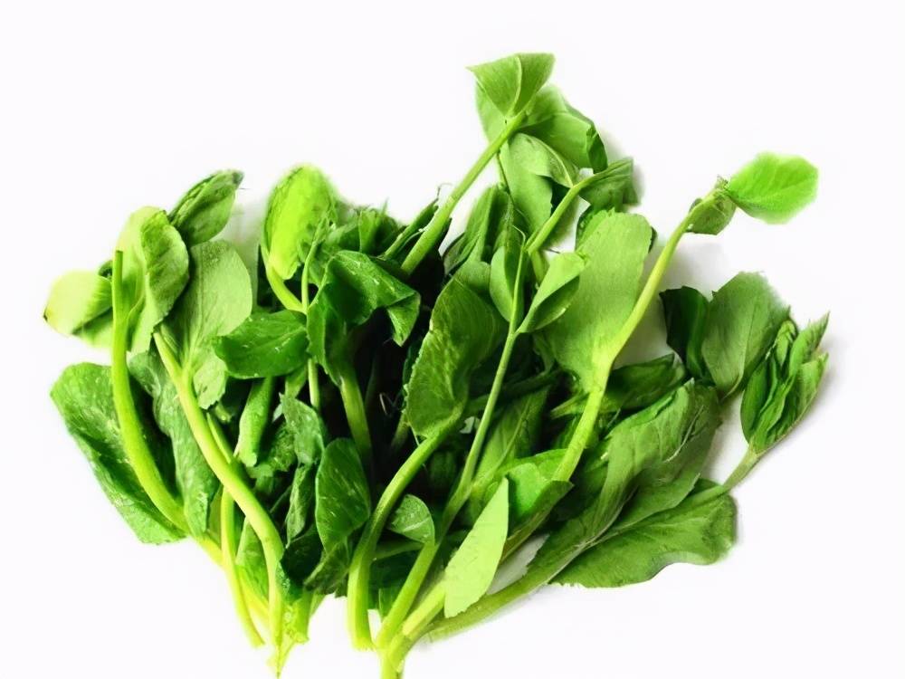豌豆尖到底有什麼好吃的？ 熱愛美食 第5张