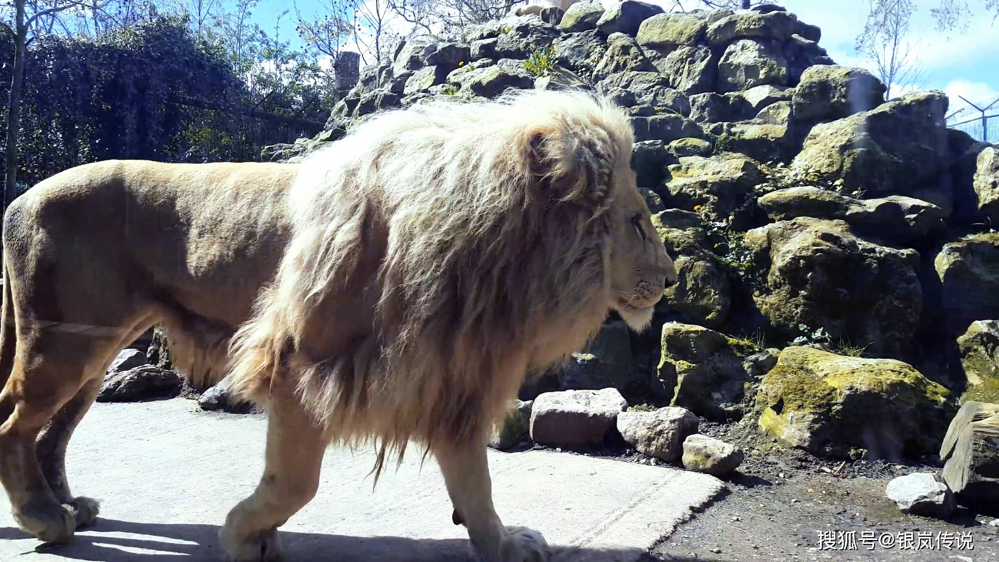 大白狮子超帅且威武雄壮在苏格兰野生动物园