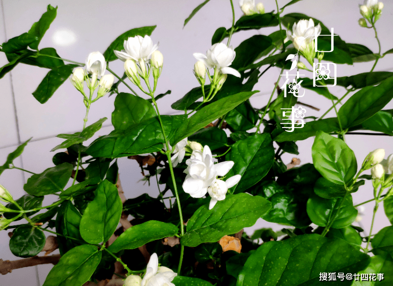 75ec004685954a2d910ef8538cc9018e.png