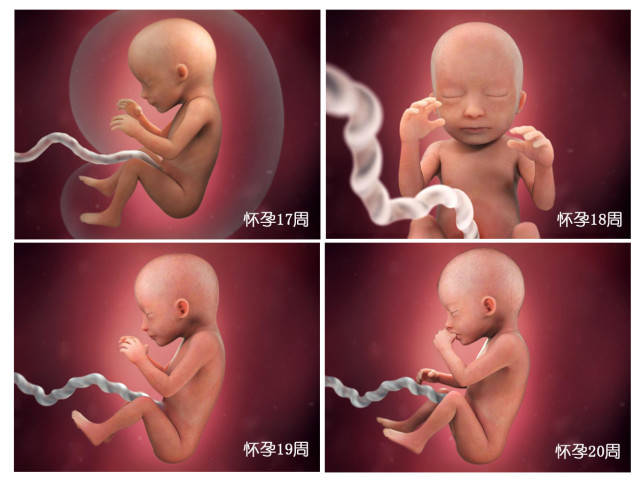 1-40周胎儿发育图图片