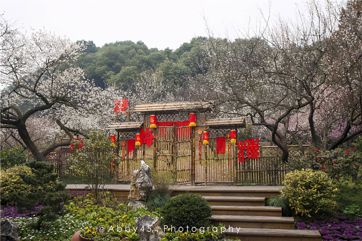 元气过新年，春色满园关不住，收好这份无锡春节赏花攻略