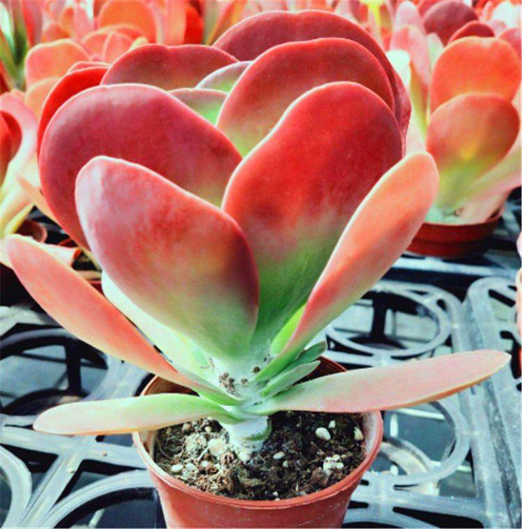 原创半米高的红色老桩唐印学会7字秘诀新手也可以轻松做到