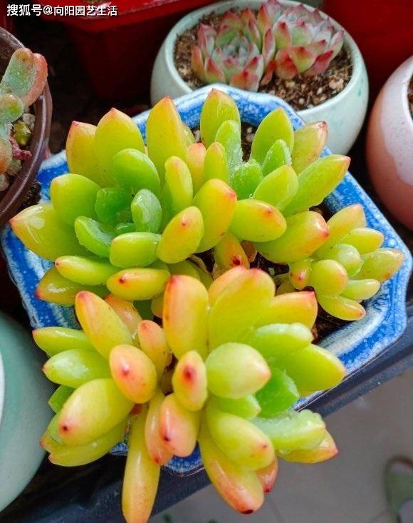 多肉怎么叶插备好花土 c3fba53180054c9f80be0e3680a941f9.jpeg