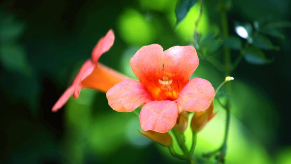 什么叫做桃花疯 30c3383326ee45c3b4eb515b43e81010.jpeg