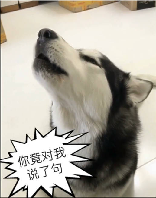 哈士奇愚人節被騙，竟如此「回懟」主人，網友看了直呼已笑哭 萌趣萌寵 第5张