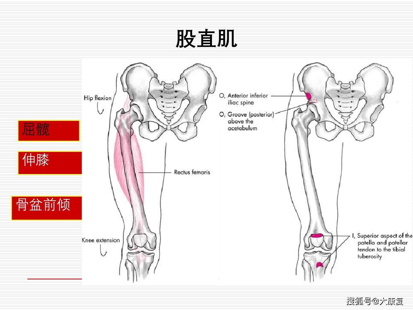 护膝关节套是什么原理_正常膝关节是什么样子(2)