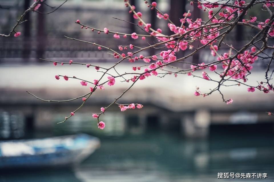 春节宁波两大赏梅胜地，月湖公园和奉化新建村，你更喜欢哪里呢？