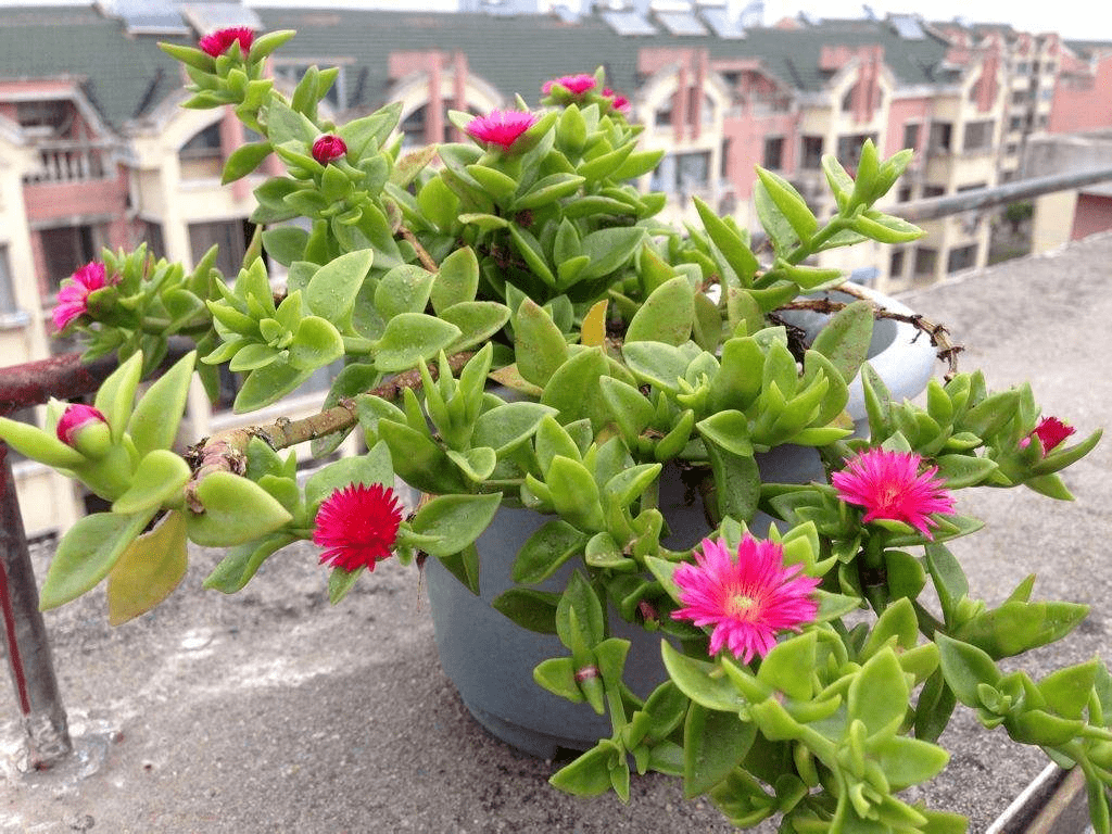 什么时候种花比较好 bd71733999f94cd89499b07517a35993.png