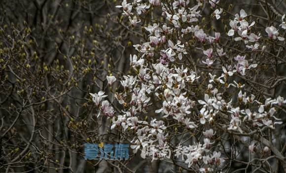 济南：有一种春光叫做玉兰花开！