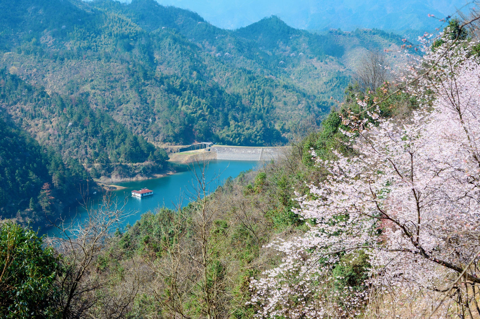 杭州私藏的小众赏樱胜地，山间的野樱花让人沉醉，你去过了吗？
