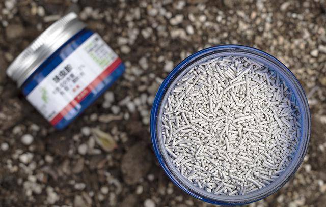 花盆也是埋上2克勺左右;这样我们在浇水的时候小白药就能发挥出效果了