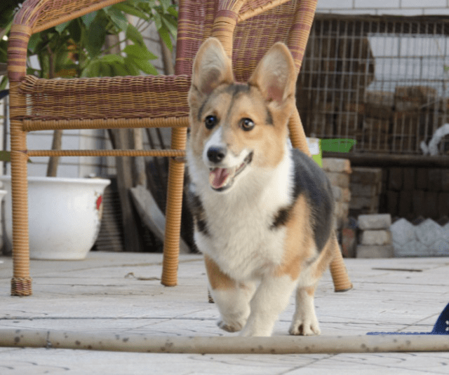 原创4种真正无攻击性的狗狗温柔又体贴适合家庭饲养的宠物狗