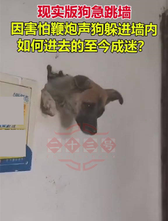 狗为啥怕鞭炮 dae33bace6504a0ca778710015c2bbe7.jpeg