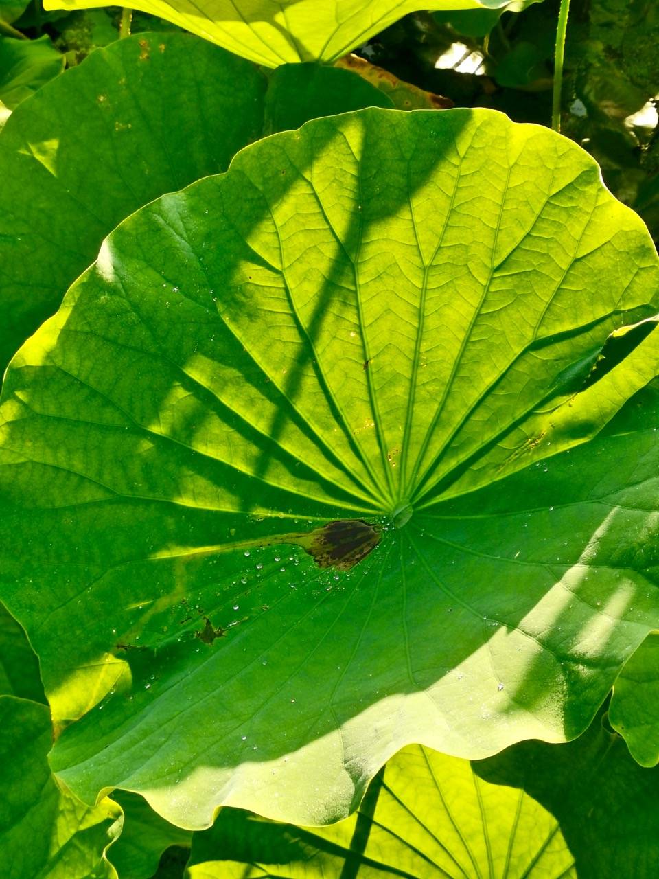 千奇百怪的植物叶子随便一拍好神奇