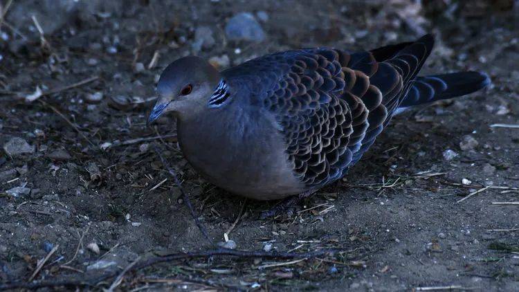 怎样装野生斑鸠 57c783f1bb59441880cfc21e132f1a2b.jpeg