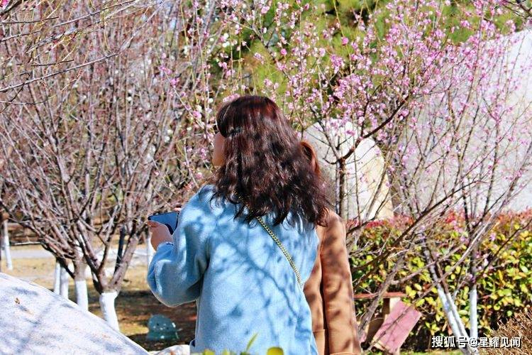 三门峡市黄河公园：好花知时节，新春吐芬芳！