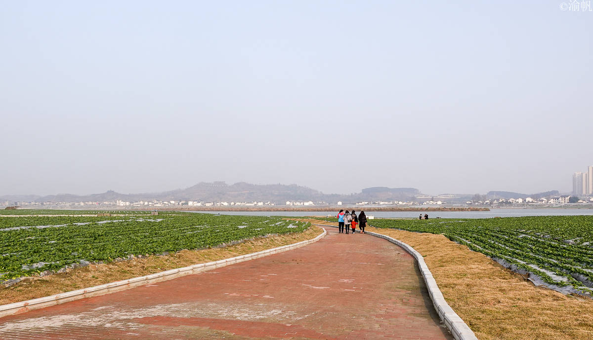 它是公園,也是潼南綠色蔬菜的展示窗口,因為在它的對面就是潼南最大