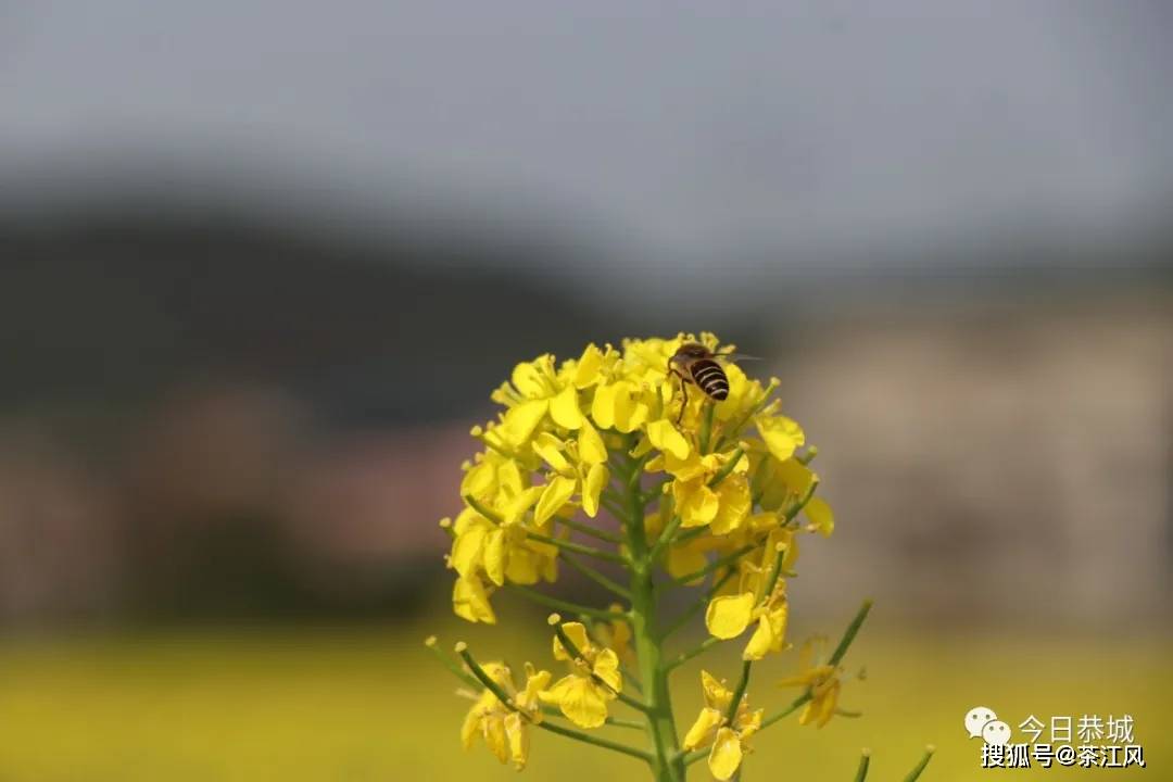 【新春走基层】新春佳节至 瑶乡百花开